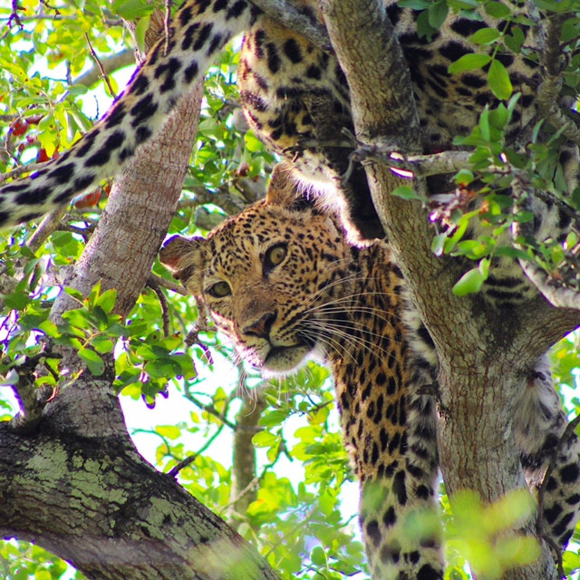 jabulani-1.jpg