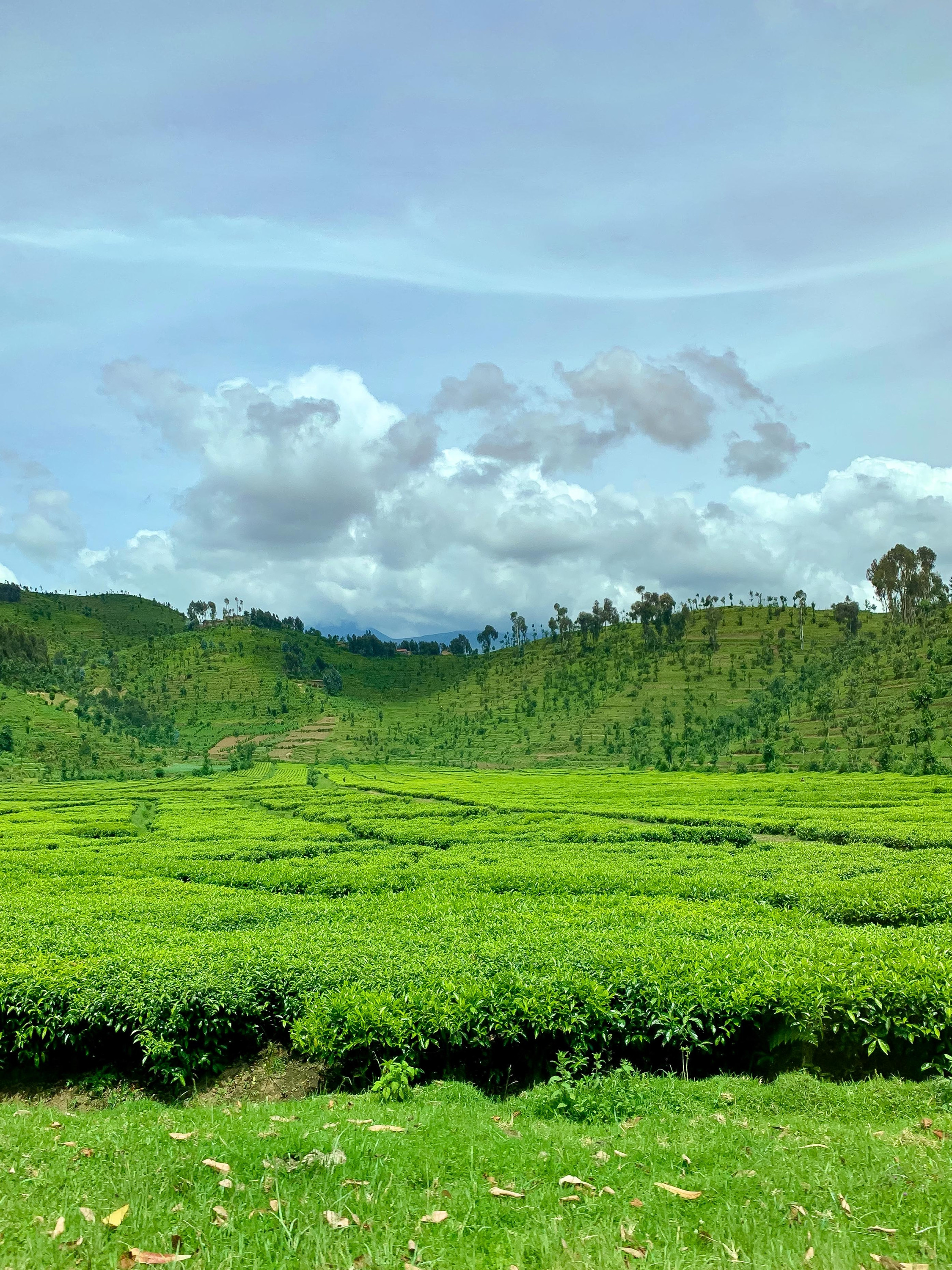 Virunga-bewerkt-19.jpg