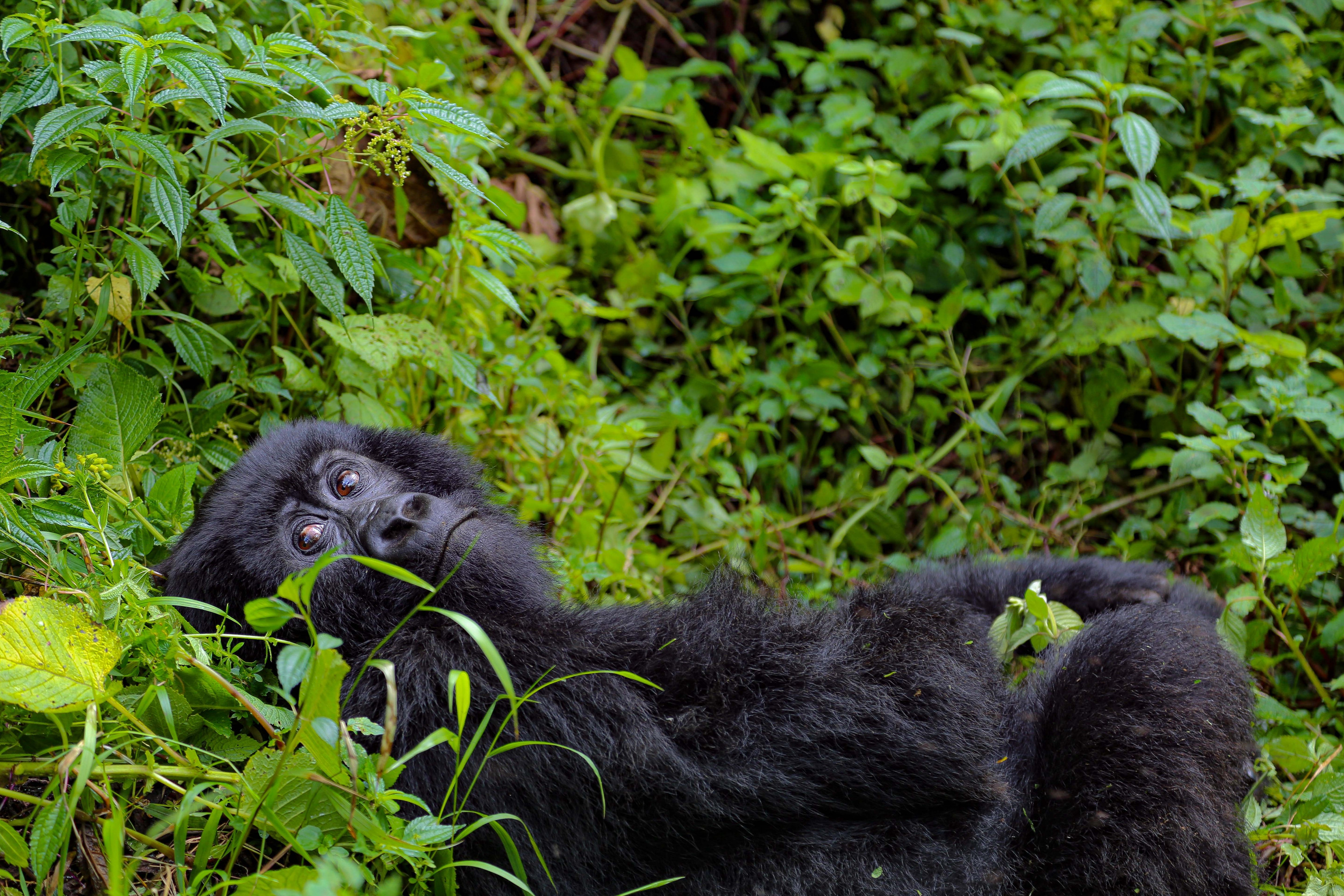 Virunga-bewerkt-34.jpg