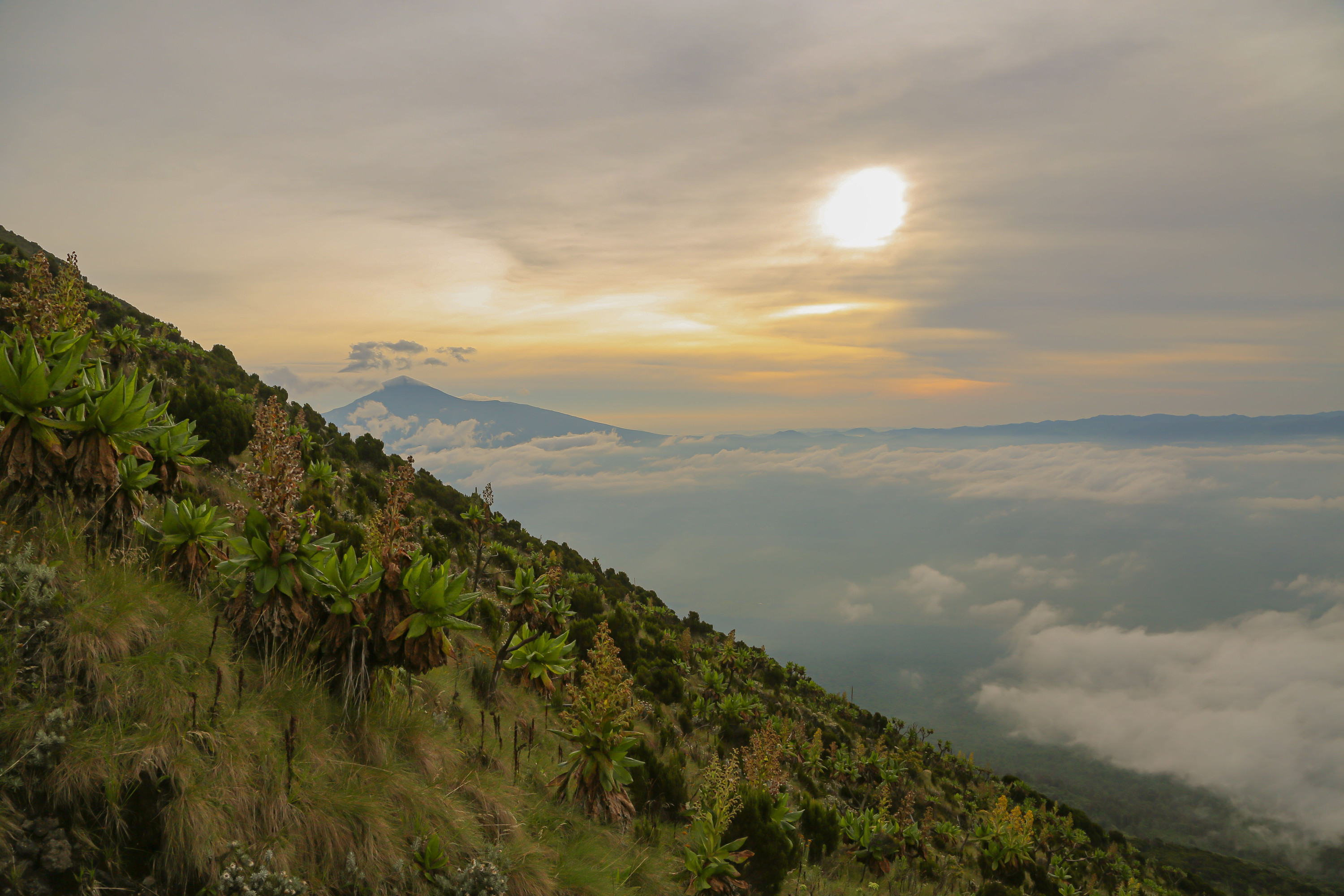 Virunga-bewerkt-138-copy.jpg